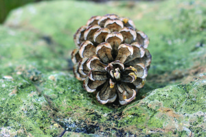 Pinecone