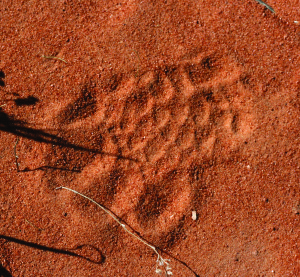 Mysterious Footprint