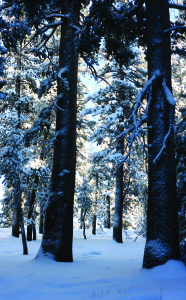 Sudden Winter Forest