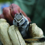 Angry, Collared Chipmunk