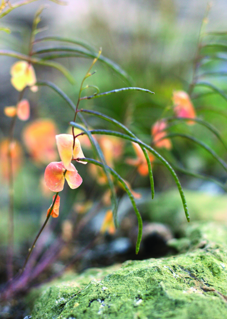 Mountain Jewel Flower